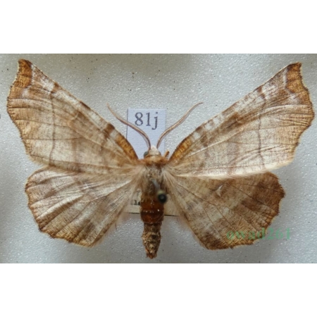 Selenia dentaria (Fabricius, 1775) male Skrzytek bezksiężyczak Czech81j
